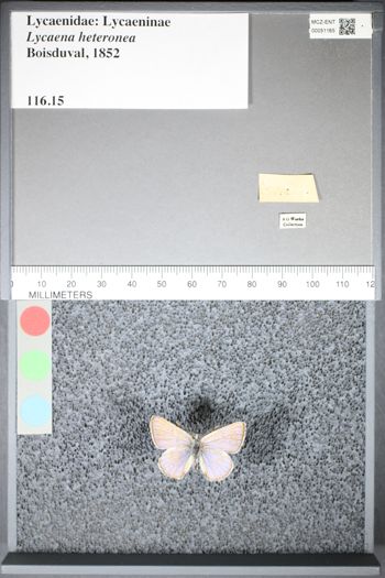 Media type: image;   Entomology 51165